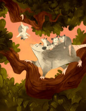 Opossum family in a tree.